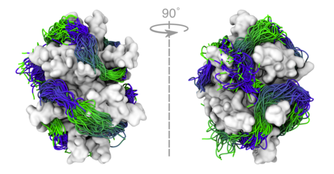 Molecular mechanism of DNA association with single-stranded DNA binding protein | The Aksimentiev Group Molecular mechanism of DNA association with single-stranded DNA binding protein | The Aksimentiev Group